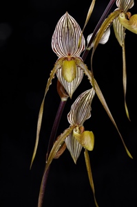 Paphiopedilum Saint Swithin Sunset Valley Orchids FCC/AOS 90 pts.